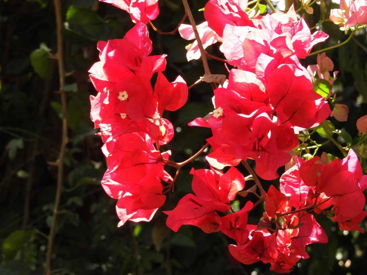 Magnolia Pine Bed & Breakfast Nairobi Bagian luar foto